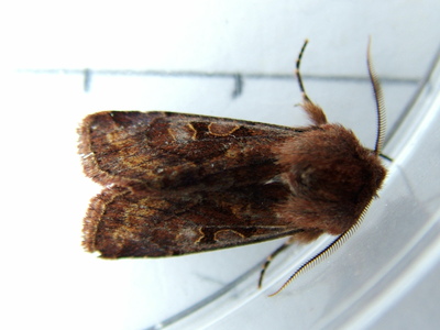 Hebrew Character